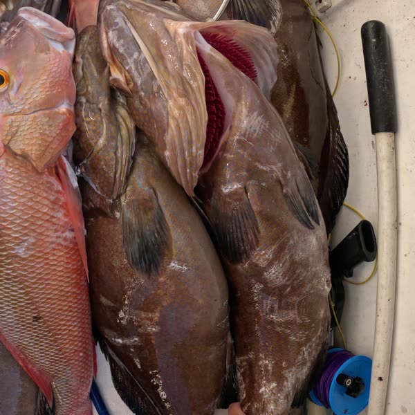 Another one in the boat. Keys reef was fired up today.