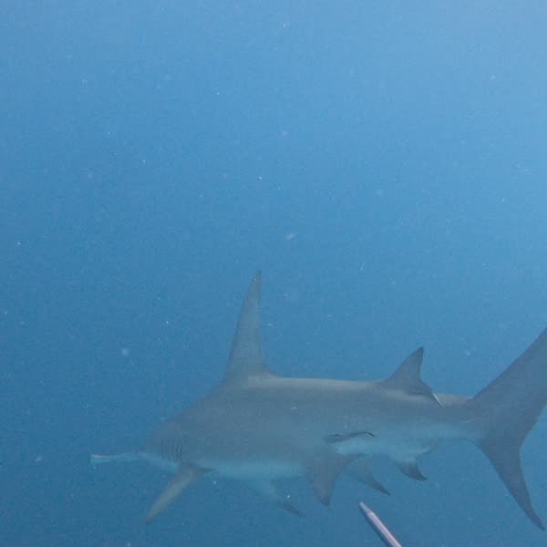 Shooting my shot with the @koahspearguns in a new setup.