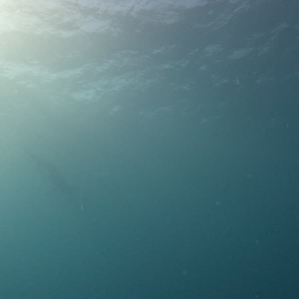 Reef shark came in hot. Stayed calm. Got the shot.