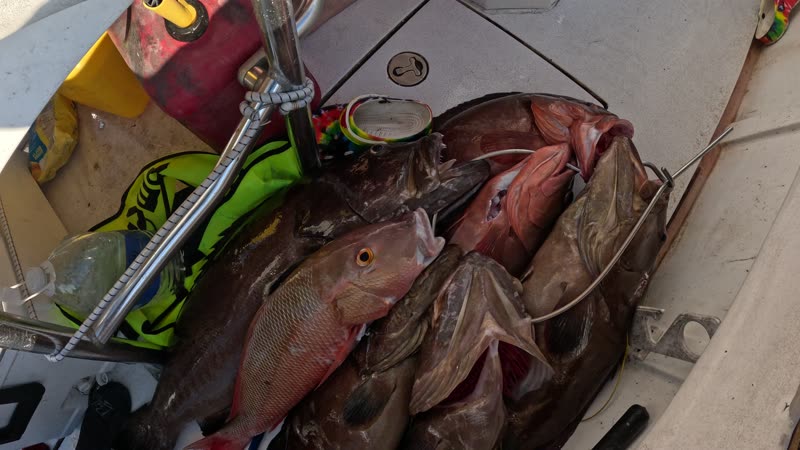 Battle with a Giant Grouper