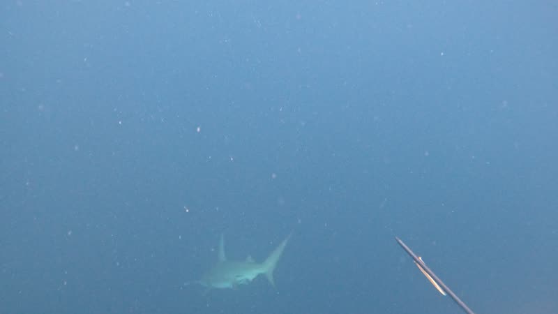 Deep Spearfishing — Florida Keys