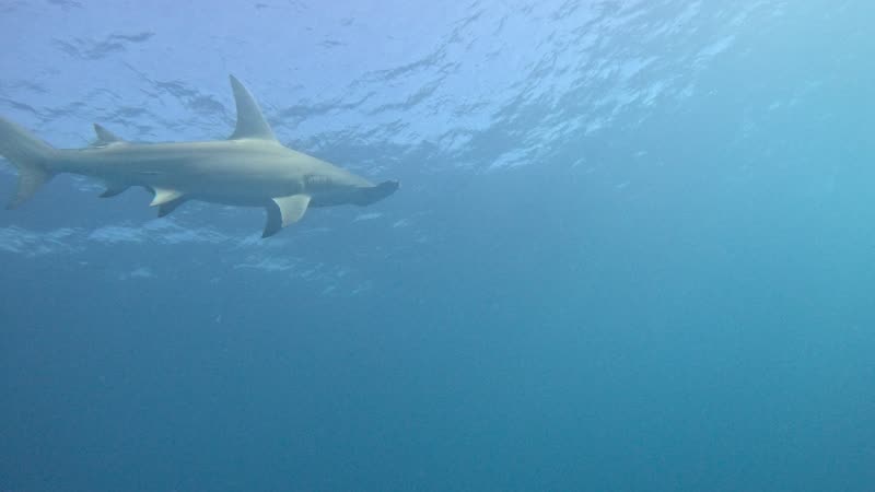 Hogfish Hunt on the Reef