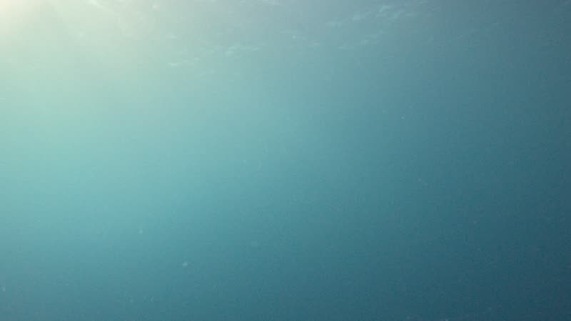 Snapper — Commercial Run